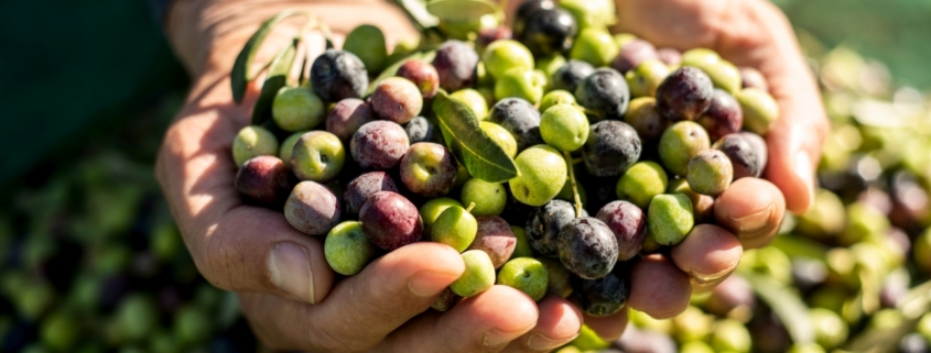 ciekawostki-o-oliwkach