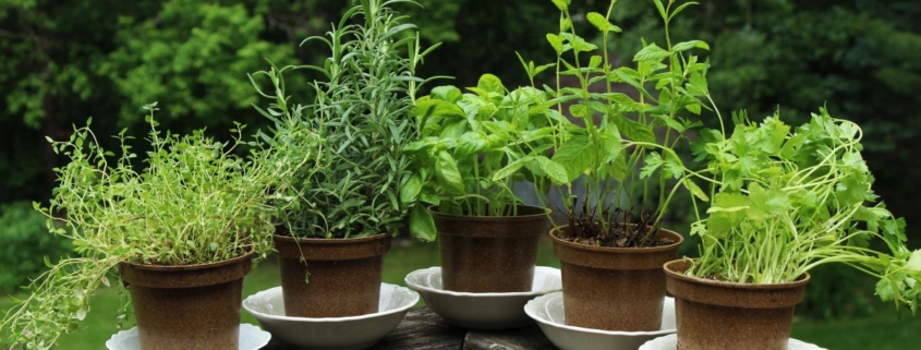 ziola-w-kuchni-wloskiej-